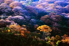 雷公山国家级森林公园·黔东南