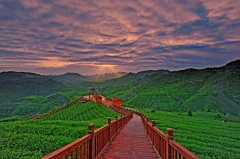茶园夕照