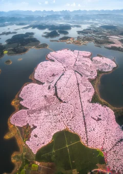 《樱花岛的全景图》