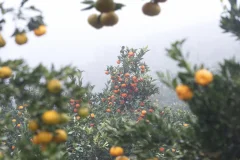 多彩贵州·第十四届中国原生态国际摄影大展 · 亮川汉子 的图集