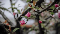 多彩贵州·第十四届中国原生态国际摄影大展 · 知根 的图集