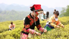 多彩贵州·第十四届中国原生态国际摄影大展 · 流浪枫叶 的图集