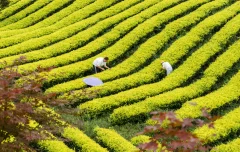 多彩贵州·第十四届中国原生态国际摄影大展 · 大文 的图集