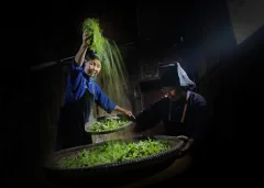 《传统制茶》