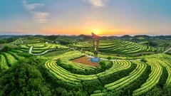 夕映白茶茶园
