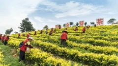 多彩贵州·第十四届中国原生态国际摄影大展 · 大文 的图集