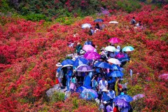 多彩贵州·第十四届中国原生态国际摄影大展 · 啊伟 的图集