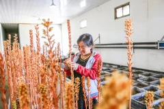 多彩贵州·第十四届中国原生态国际摄影大展 · 玉哥 的图集