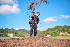《油茶喜丰收 村民乐开怀》