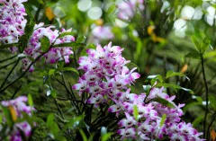 多彩贵州·第十四届中国原生态国际摄影大展 · 普照山 的图集