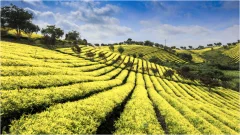多彩贵州·第十四届中国原生态国际摄影大展 · 王德仙 的图集