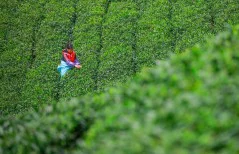 多彩贵州·第十四届中国原生态国际摄影大展 · 山村野夫 的图集