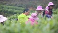 多彩贵州·第十四届中国原生态国际摄影大展 · 流浪枫叶 的图集