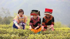 多彩贵州·第十四届中国原生态国际摄影大展 · 流浪枫叶 的图集