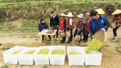 多彩贵州·第十四届中国原生态国际摄影大展 · 邓丽梅 的图集