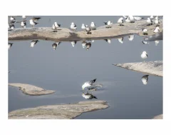 《家园》
