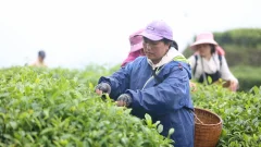 多彩贵州·第十四届中国原生态国际摄影大展 · 流浪枫叶 的图集