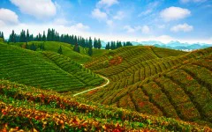 多彩贵州·第十四届中国原生态国际摄影大展 · 秀摄黔景 的图集