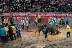 多彩贵州·第十四届中国原生态国际摄影大展 · 张向阳 的图集