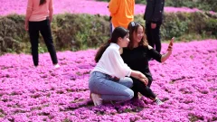 多彩贵州·第十四届中国原生态国际摄影大展 · 流浪枫叶 的图集