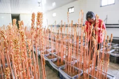 多彩贵州·第十四届中国原生态国际摄影大展 · 玉哥 的图集