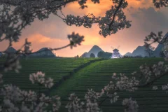 《黄昏下的樱花茶园》