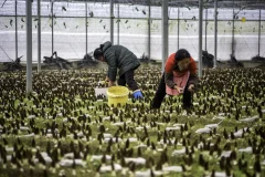多彩贵州·第十四届中国原生态国际摄影大展 · 知根 的图集