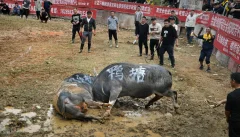 多彩贵州·第十四届中国原生态国际摄影大展 · 许银琴 的图集