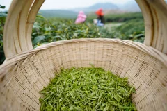 《茶农抢采春茶》