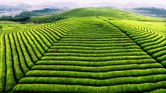 茶海茶园