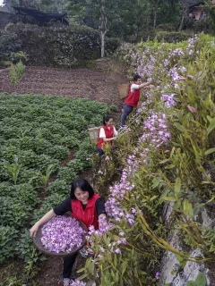 多彩贵州·第十四届中国原生态国际摄影大展 · 影老王 的图集
