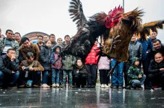 多彩贵州·第十四届中国原生态国际摄影大展 · 开心 的图集