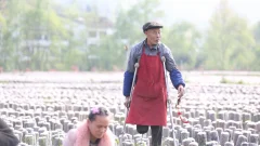 多彩贵州·第十四届中国原生态国际摄影大展 · 流浪枫叶 的图集