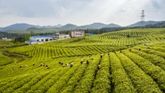 多彩贵州·第十四届中国原生态国际摄影大展 · 乌江摄影 的图集