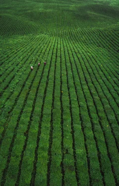 《羊艾农场-绿绿葱葱的茶园全景图》