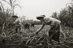 《蔗田农工》
