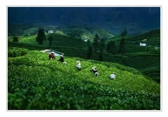 多彩贵州·第十四届中国原生态国际摄影大展 · 朱碧匀 的图集