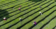 多彩贵州·第十四届中国原生态国际摄影大展 · 流浪枫叶 的图集