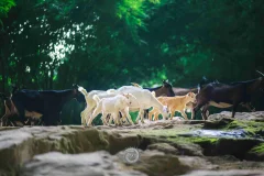 2024多彩贵州·第十七届中国原生态国际摄影大展展览 · 摄影大展官方客服 的图集