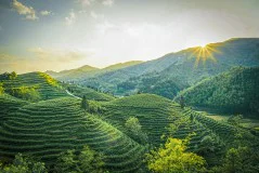 多彩贵州·第十四届中国原生态国际摄影大展 · 菡萏 的图集