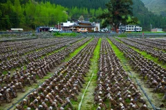 《印江木黄食用菌基地》
