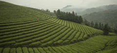 多彩贵州·第十四届中国原生态国际摄影大展 · 阿敏 的图集