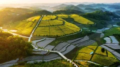 瓮安黄金芽茶园