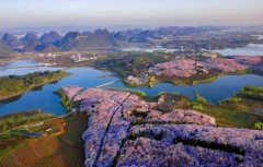 中国樱花海