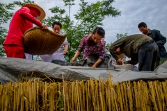 《麦收时节》
