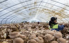 《安顺开发区食用菌产业扶贫标准化示范园、香菇种植基地》