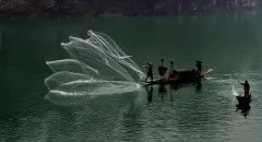 锦江兰