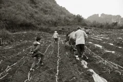 《蔗田农工》