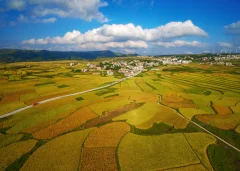高坡乡红米基地