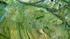多彩贵州·第十四届中国原生态国际摄影大展 · 照相的胡子哥 的图集